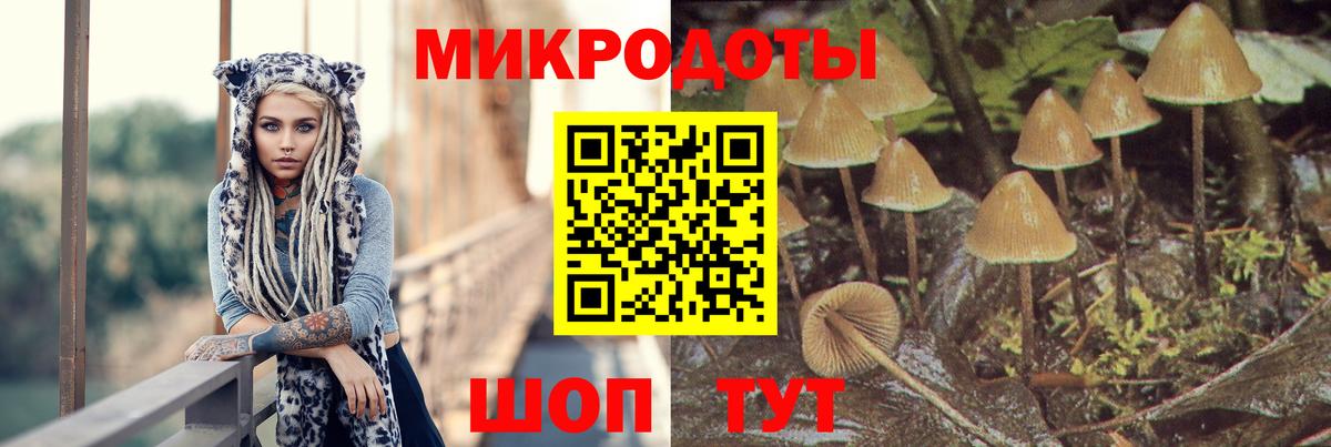 Галлюциногенные грибы Psilocybe Анжеро-Судженск